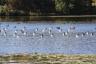 Ducks