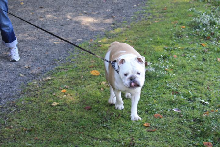 A Bulldog