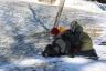 Triple sled
