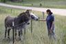 Burros are friendly