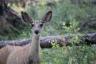 Mule Deer