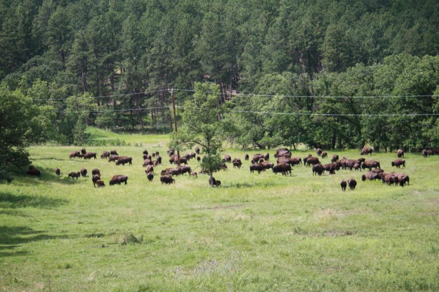 Bison herd