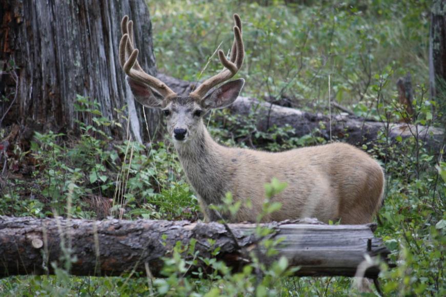 Male Mule Deer