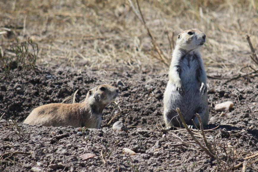 Prarie Dogs