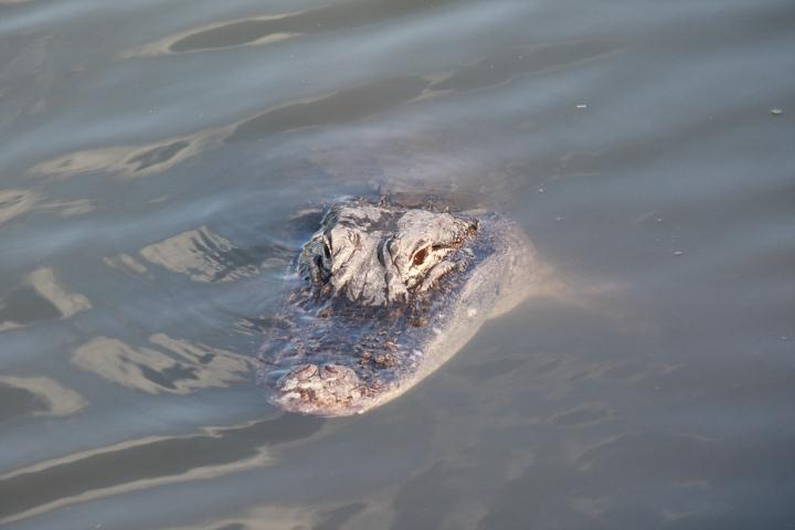 Aligator