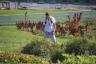 Nancy in vegetable garden