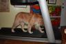 Yodie on the treadmill