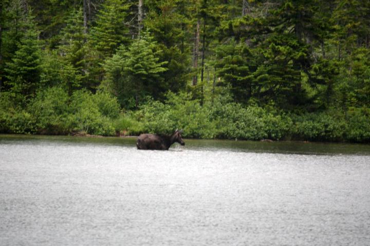 A Moose