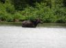 Moose
