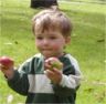 Robert picks up apples