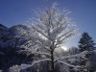 Tree with Snow and Ice