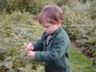 Robert selects a raspberry