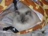 Buddy in the bag