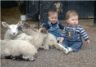 Jonathan, Robert and lambs